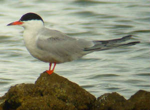 commontern_ballinard_19aug2006.jpg