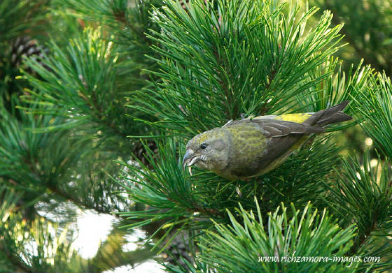 crossbill_f_ballyscanlan_06042013_rz_mg_7054.jpg