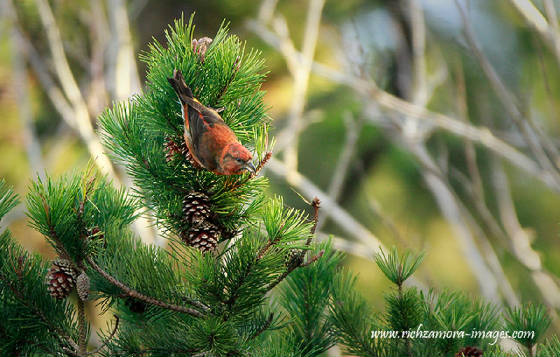 crossbill_m_ballyscanlan_06042013_rz_mg_7244c.jpg