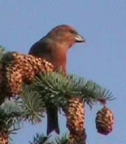 crossbill_male1_feb2006.jpg