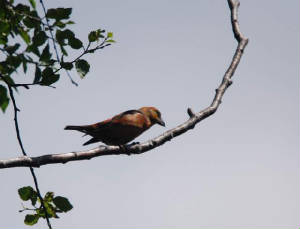 crossbill_male_briskawood_200609_dsc_0033.jpg