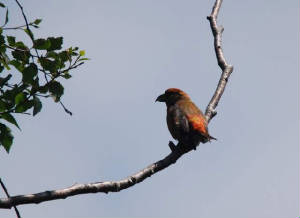crossbill_male_briskawood_200609_dsc_0036.jpg