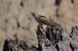 cuckoo_juv_curragh2_adm_18072012.jpg