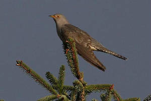 cuckoo_kilbrienupper_1may2010_img_4884_small.jpg