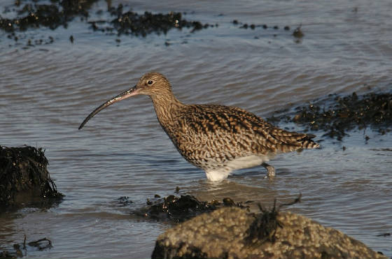 curlew_lookout_03042013_adm_1.jpg