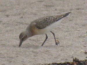 curlew_sandcunnigar_2.jpg