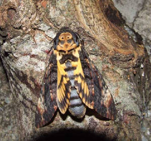 deathsheadhawkmoth_letterkenny_09092009.jpg