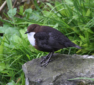 dipper_ballyvoyle_04052012_dc_img_5592_medium.jpg