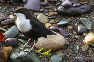 dipper_ballyvoylebr_19102009_img_2172_small.jpg