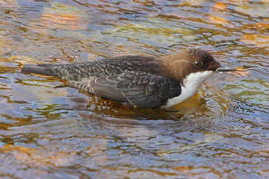 dipper_ballyvoylebr_19102009_img_2209_small.jpg