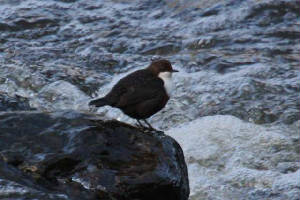 dipper_stradbally_13022011_img_4214_small_small.jpg