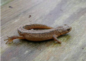dscn0118_newt_brhd_10102008.jpg