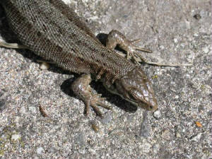 dscn1124_lizard_helvick_20082010.jpg