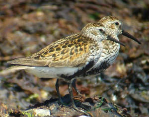 dunlin.jpg