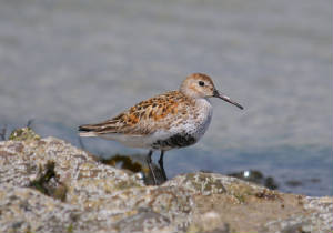 dunlin1_curragh_adm_12052012.jpg