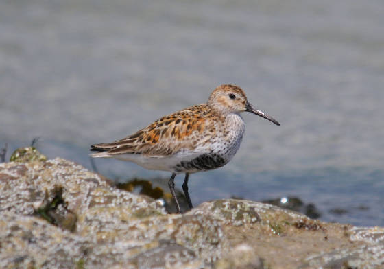 dunlin1_curragh_adm_12052012.jpg