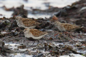dunlin_ballinclamper_25042009_img_0219_small.jpg