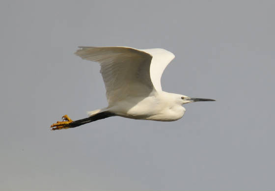 egret_lismore_14032013_adm_1.jpg