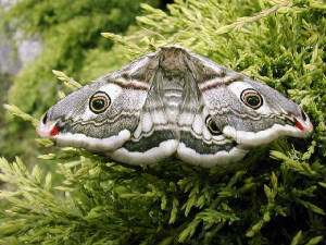 emperormoth_f_brhd_20may2006.jpg