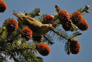 female1405_crossbill_carrignagour_14052012.jpg