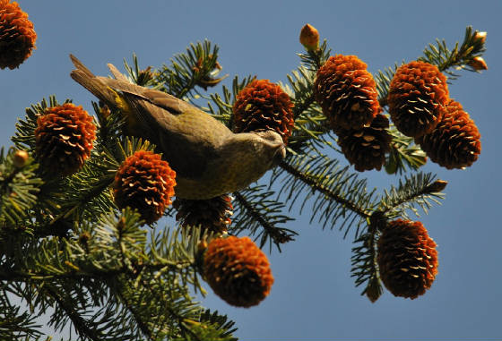 female1405_crossbill_carrignagour_14052012.jpg