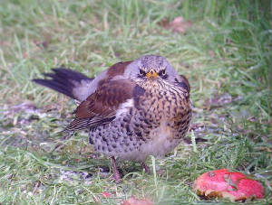 fieldfare_dungarvan_10012010_snv30172.jpg