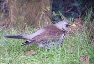 fieldfare_dungarvan_10012010_snv30174.jpg
