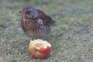 fieldfare_strandside_07012010_img_5858_small.jpg