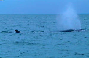 finwhale_blow_capel_29jan2007.jpg