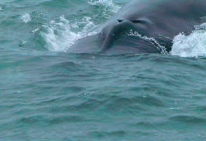 finwhale_capel_29jan2007.jpg