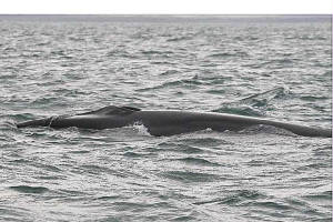 finwhale_offde_28012010_img_6407_small.jpg