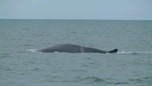 finwhale_scar_capel_29jan2007.jpg