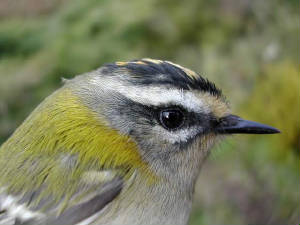 firecrest_1yf_brownstown_30oct2004_4.jpg