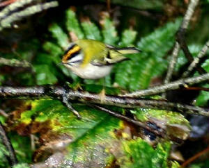 firecrest_helvick_28102004.jpg