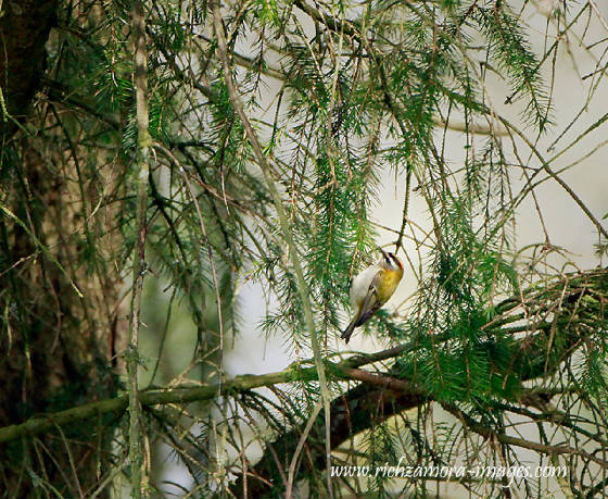 firecrest_newtown_05042013_rz_mg_6861.jpg