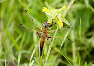 four_spotted_chaser_knockbrack_20052009.jpg