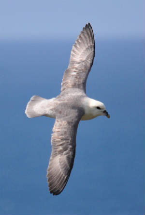 fulmar1_ramhd_19052011_.jpg