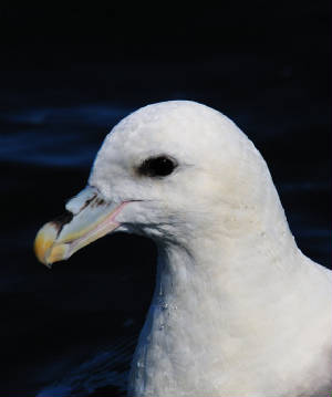 fulmar_1_westwat_17082011.jpg