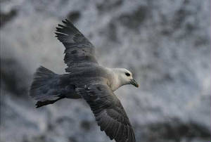 fulmar_bunmahon_16012011_img_2856_small.jpg