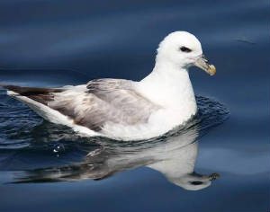 fulmar_eofhelvick_13082009_img_7164_small.jpg