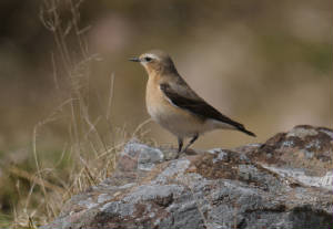 fwheatear_knockmeal_06042015_adm_s.jpg