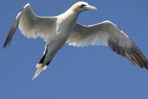 gannet_minehead_09092009_img_0726_small.jpg