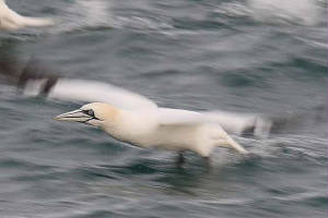 gannet_offde_28012010_img_6284_small.jpg