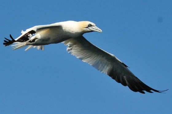 gannet_pelagic_17082011.jpg