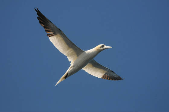 gannet_westwat_17082011_2.jpg