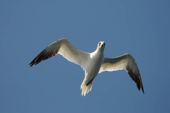 gannet_westwat_17082011_3.jpg