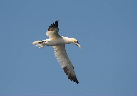 gannet_westwat_17082011_7.jpg