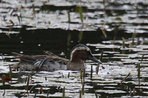 garganey_male_knockaderry_07062012_img_8152_small_dc.jpg