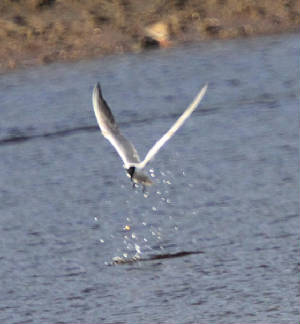 gbtern_ballyneety_dc_29062012_img_6865_medium.jpg