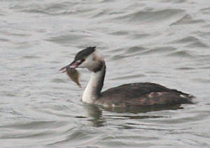 gcgrebe_ballynacourtyp_31102011_img_0950_small.jpg
